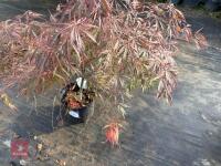 ACER PALMATUM GARNET (LACELEAF JAPANESE - 7