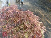 ACER PALMATUM GARNET (LACELEAF JAPANESE - 9