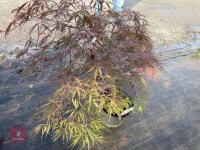 ACER PALMATUM GARNET (LACELEAF JAPANESE - 10