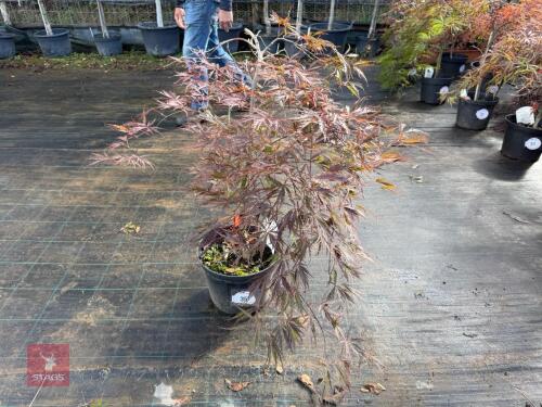 ACER PALMATUM GARNET (LACELEAF JAPANESE