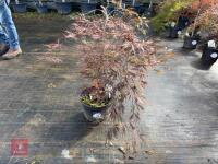ACER PALMATUM GARNET (LACELEAF JAPANESE - 2