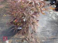 ACER PALMATUM GARNET (LACELEAF JAPANESE - 4