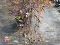 ACER PALMATUM GARNET (LACELEAF JAPANESE - 5