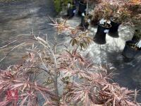 ACER PALMATUM GARNET (LACELEAF JAPANESE - 6