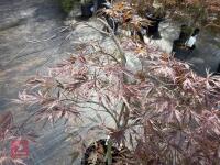 ACER PALMATUM GARNET (LACELEAF JAPANESE - 7