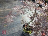 ACER PALMATUM GARNET (LACELEAF JAPANESE - 8