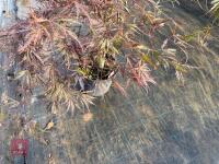 ACER PALMATUM GARNET (LACELEAF JAPANESE - 9