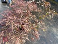 ACER PALMATUM GARNET (LACELEAF JAPANESE - 10