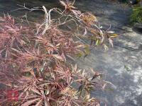 ACER PALMATUM GARNET (LACELEAF JAPANESE - 11