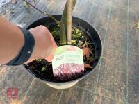 ACER PALMATUM GARNET (LACELEAF JAPANESE - 12