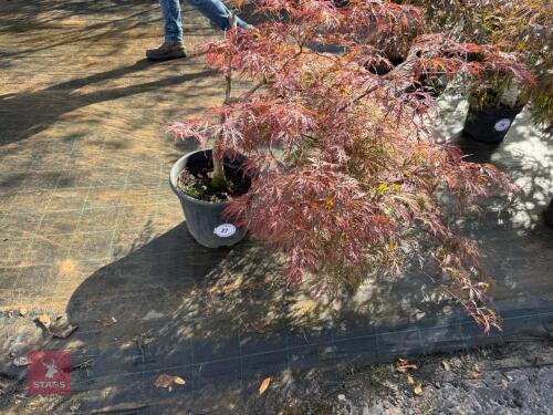 ACER PALMATUM GARNET (LACELEAF JAPANESE