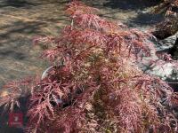 ACER PALMATUM GARNET (LACELEAF JAPANESE - 2