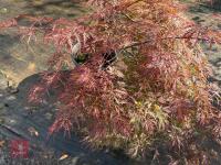 ACER PALMATUM GARNET (LACELEAF JAPANESE - 3