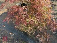 ACER PALMATUM GARNET (LACELEAF JAPANESE - 4