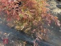 ACER PALMATUM GARNET (LACELEAF JAPANESE - 5