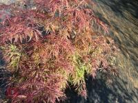ACER PALMATUM GARNET (LACELEAF JAPANESE - 7
