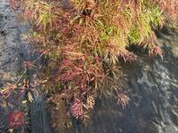 ACER PALMATUM GARNET (LACELEAF JAPANESE - 9