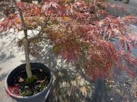 ACER PALMATUM GARNET (LACELEAF JAPANESE - 11