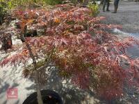 ACER PALMATUM GARNET (LACELEAF JAPANESE - 12