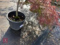 ACER PALMATUM GARNET (LACELEAF JAPANESE - 13