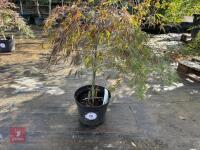 ACER PALMATUM GARNET (LACELEAF JAPANESE