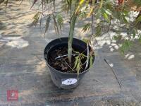 ACER PALMATUM GARNET (LACELEAF JAPANESE - 2