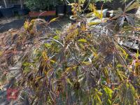 ACER PALMATUM GARNET (LACELEAF JAPANESE - 3