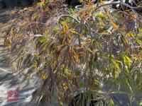 ACER PALMATUM GARNET (LACELEAF JAPANESE - 4