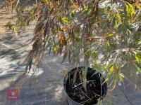 ACER PALMATUM GARNET (LACELEAF JAPANESE - 5