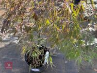ACER PALMATUM GARNET (LACELEAF JAPANESE - 6