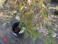 ACER PALMATUM GARNET (LACELEAF JAPANESE - 7