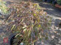 ACER PALMATUM GARNET (LACELEAF JAPANESE - 8