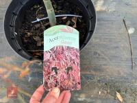 ACER PALMATUM GARNET (LACELEAF JAPANESE - 9