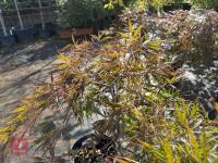 ACER PALMATUM GARNET (LACELEAF JAPANESE - 4