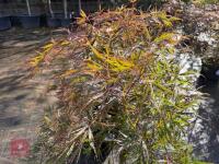 ACER PALMATUM GARNET (LACELEAF JAPANESE - 5