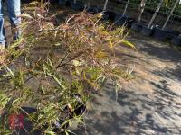 ACER PALMATUM GARNET (LACELEAF JAPANESE - 9