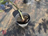 ACER PALMATUM GARNET (LACELEAF JAPANESE - 11