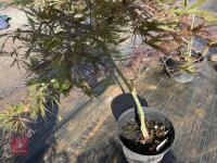 ACER PALMATUM GARNET (LACELEAF JAPANESE - 12