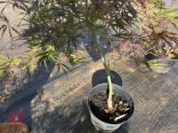 ACER PALMATUM GARNET (LACELEAF JAPANESE - 13