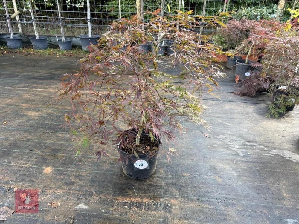 ACER PALMATUM GARNET (LACELEAF JAPANESE