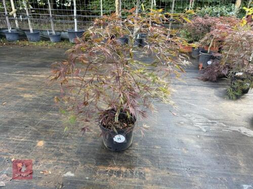 ACER PALMATUM GARNET (LACELEAF JAPANESE