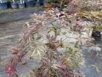 ACER PALMATUM GARNET (LACELEAF JAPANESE - 2