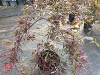 ACER PALMATUM GARNET (LACELEAF JAPANESE - 3