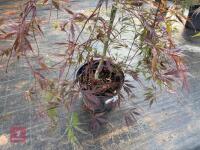 ACER PALMATUM GARNET (LACELEAF JAPANESE - 4