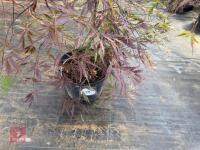 ACER PALMATUM GARNET (LACELEAF JAPANESE - 5