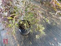 ACER PALMATUM GARNET (LACELEAF JAPANESE - 6
