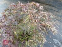 ACER PALMATUM GARNET (LACELEAF JAPANESE - 8