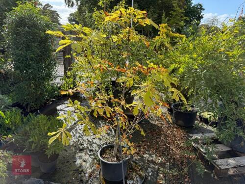 AESCULUS HIPPOCASTANUM (HORSE CHESTNUT)