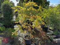 AESCULUS HIPPOCASTANUM (HORSE CHESTNUT)