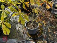 AESCULUS HIPPOCASTANUM (HORSE CHESTNUT) - 2